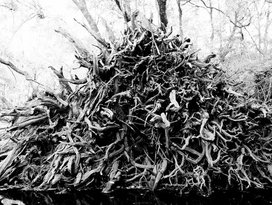 Admiring the root system of the Gum tree