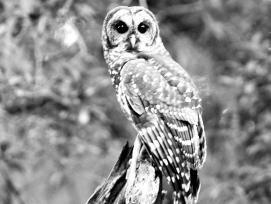 Barred Owl, a favorite photo opt for Morgan