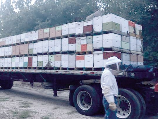 Bees make yearly trip from Ohio to GA