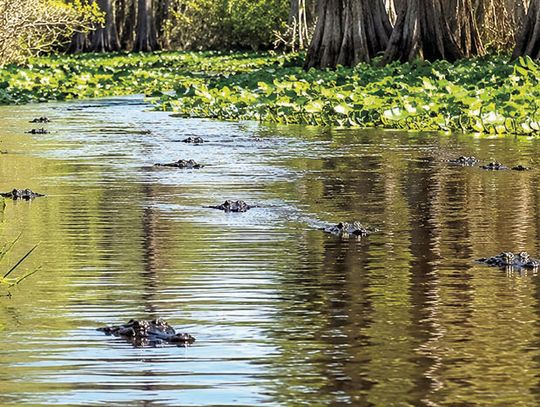 ‘Blackwater Journeys’ chronicles Okefenokee ‘magic wilderness’