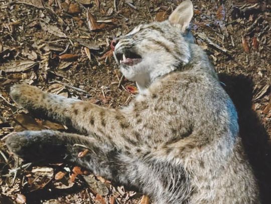 Brantley County man attacked by rabid bobcat