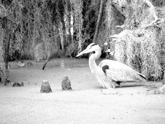 Burchett wants my ‘Great Blue Heron’ photo