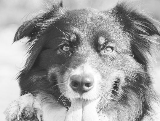 Calling All Georgia Farm Dogs