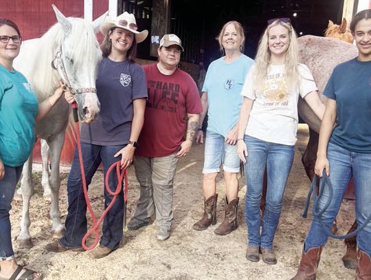 Finding Refuge with horses
