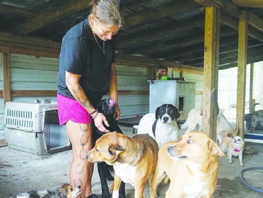 Local animal rescue shelters step up efforts