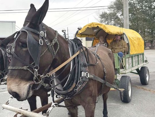Mules mosey on down Main Street