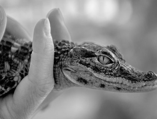 Okefenokee Swamp Park celebrates 80 years with free field day event