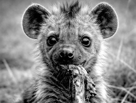 Planning Commission recommends hyena farm zoning request for approval