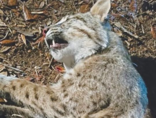 Rabid bobcat attacks in Brantley