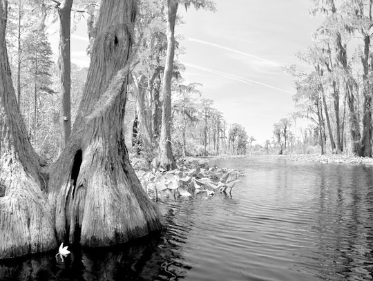 Taking a canoe trip through the swamp