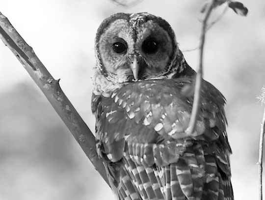 Trying to get pictures can be painful at times