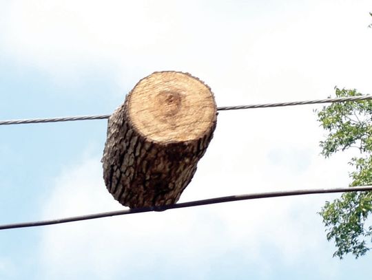 Wood you believe it? Wood you believe it?
