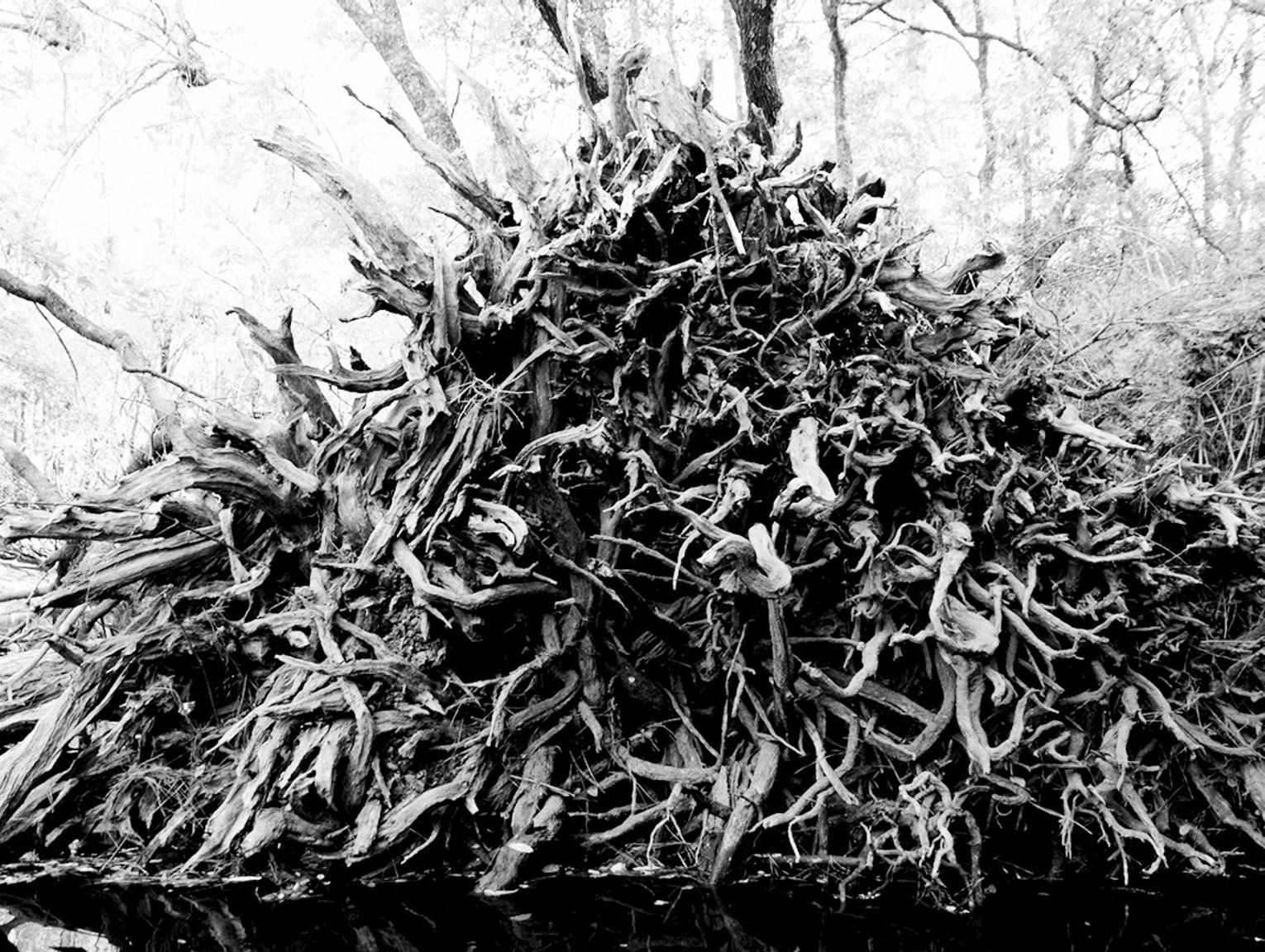 Admiring the root system of the Gum tree