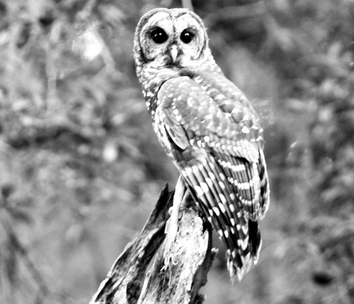 Barred Owl, a favorite photo opt for Morgan Barred Owl, a favorite photo opt for Morgan