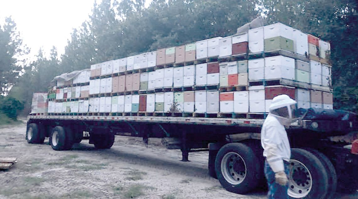 Bees make yearly trip from Ohio to GA