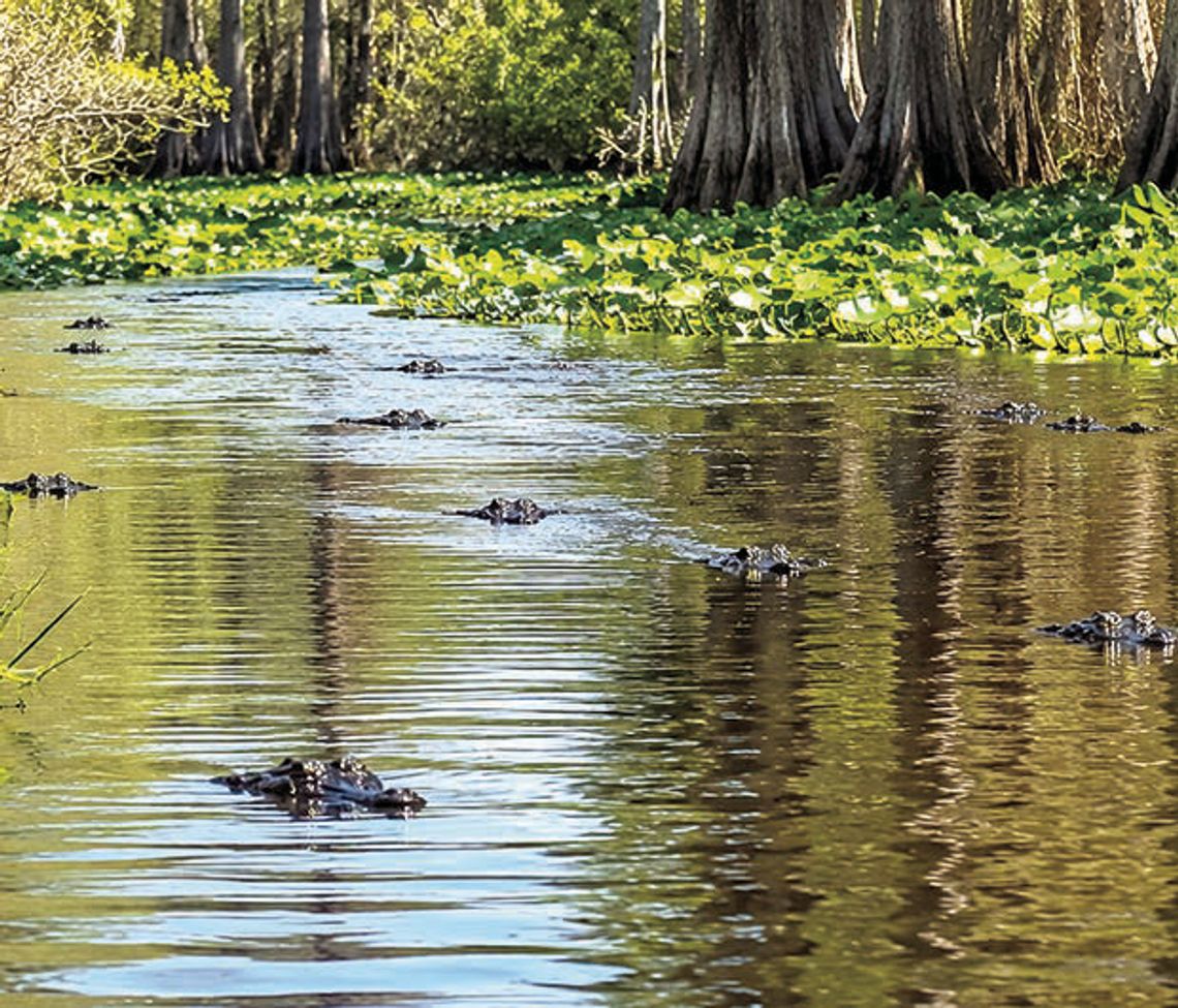 ‘Blackwater Journeys’ chronicles Okefenokee ‘magic wilderness’