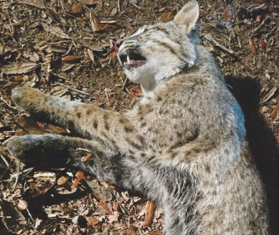 Brantley County man attacked by rabid bobcat Brantley County man attacked by rabid bobcat