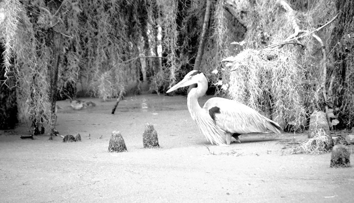 Burchett wants my ‘Great Blue Heron’ photo Burchett wants my ‘Great Blue Heron’ photo