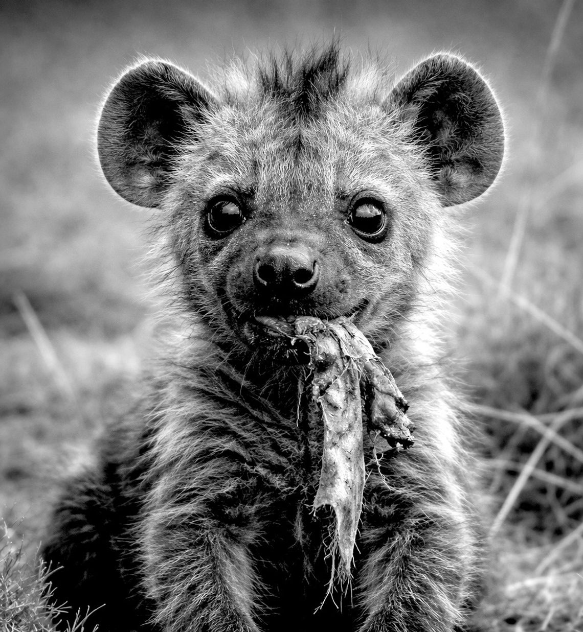 Planning Commission recommends hyena farm zoning request for approval