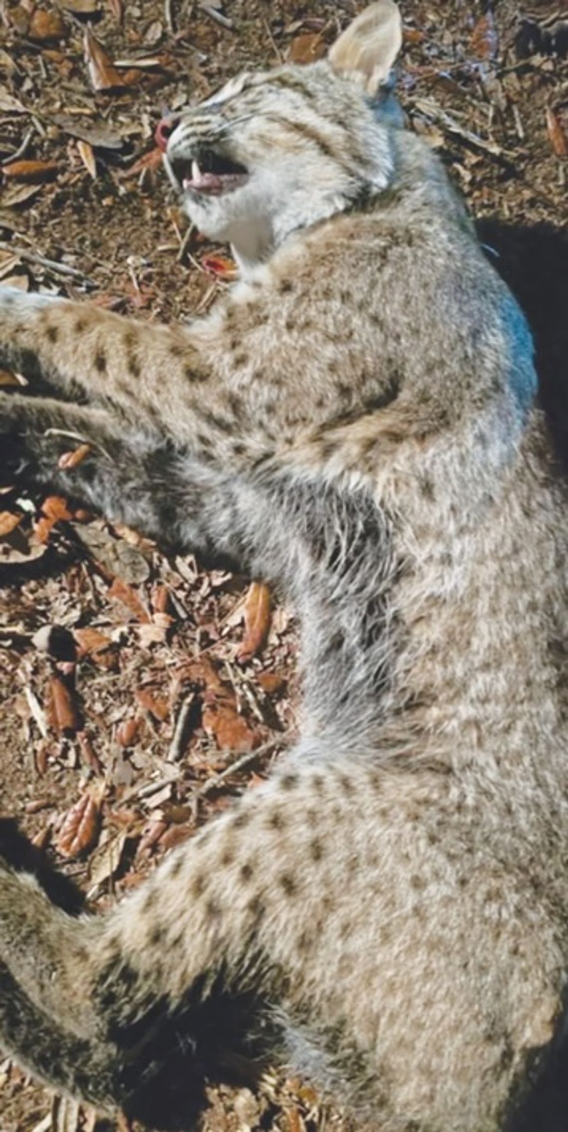 Rabid bobcat attacks in Brantley