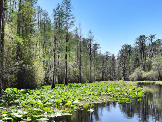 Okefenokee