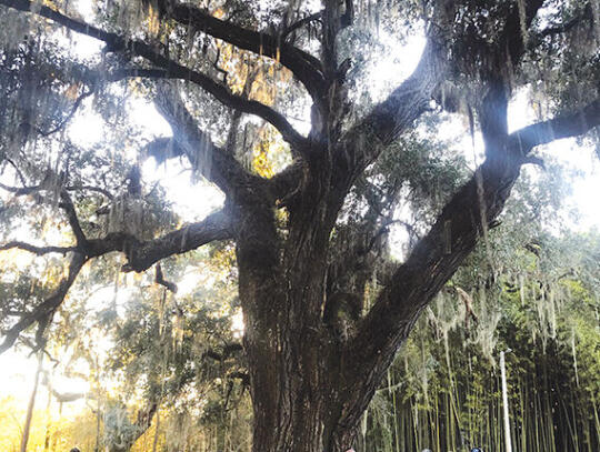 <p>Pierce County Historical Society members and home/land descendants gather under 300 Year old oak tree for evening of enchantment at W. D. and Susan Strickland historic home on Satilla River.</p>