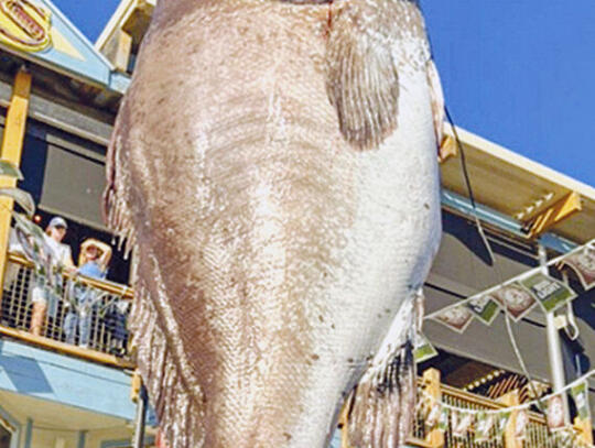 <p>Pictured is the Warsaw grouper Garrett Thornton caught during a tournament in Destin, FL.</p>